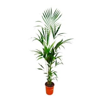 Kentia palm - 180cm - ⌀21 -25