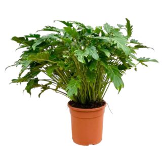 Philodendron Xanadu - 80 cm - Ø30