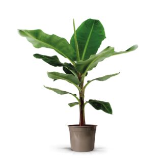 Bananenplant (Musa) - 130cm