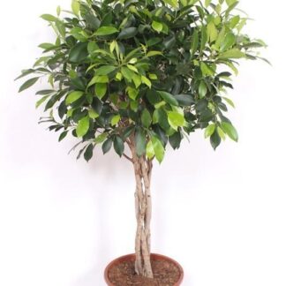 Ficus Nitida gevlochten stam - 100 cm
