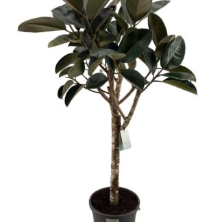 ficus elastica burgundy - 200 cm