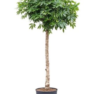 Schefflera op stam - 200cm - ø40