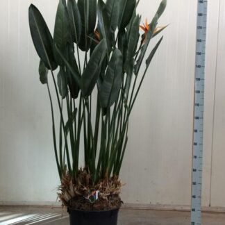 Strelitzia Reginae XXL - 180cm - ø50