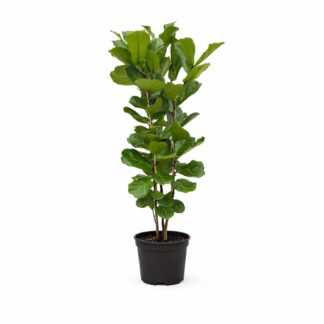 Ficus Lyrata struik - 140 cm - Ø27