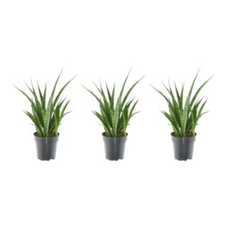3x Sansevieria Kirkii - 38 cm - ø12