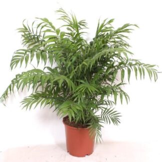 Chamaedorea Elegans - 100 cm - Ø24cm