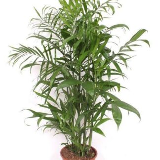 Chamaedorea Seifrizii - 140cm